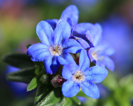 Blooming gromwell in May, Lithospermum