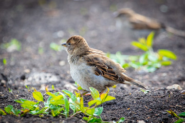 Sparrow playing in the ground in nature