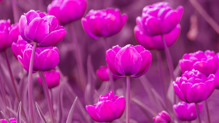 Decorative roses grow in the soil in nature