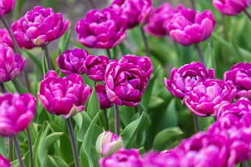 Obraz premium Decorative roses grow in the soil in nature