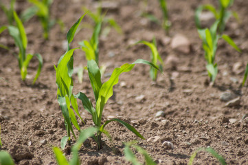 Closeup of corn leaves growth in a field at spring