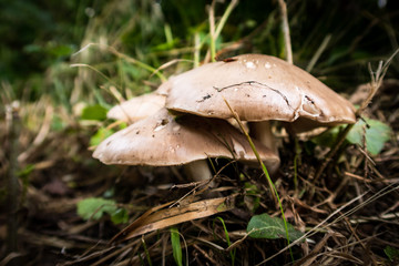 Pilze im Wald 