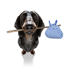 dog homeless abandoned