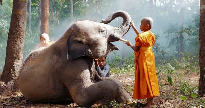Children monks playing and spending time with their elephant friend in the jungle