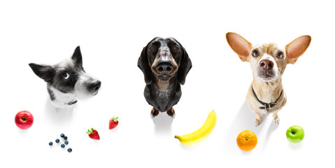 group of dogs with overweight and fruit