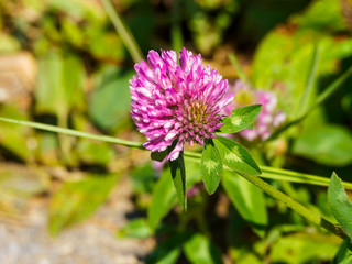 (Trifolium pratense) Trèfle des près ou trèfle commun