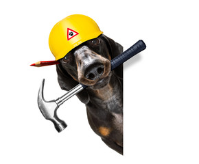 handyman worker hammer dog with helmet