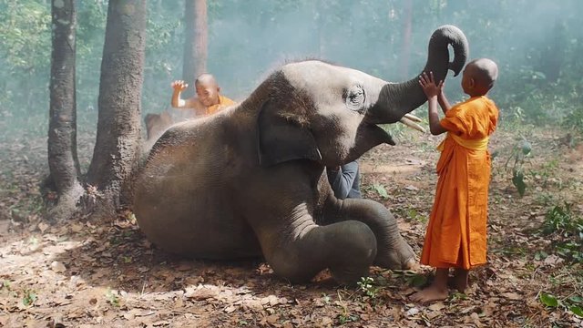 Children monks playing and spending time with their elephant friend in the jungle