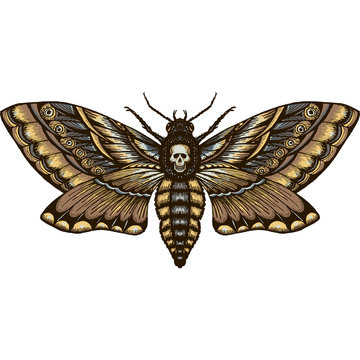 hand drrawn monochrome deadhead butterfly isolated vector
