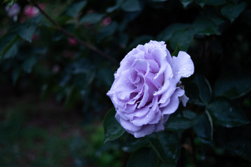 水滴が付いた紫色の薔薇