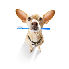 dental toothbrush  row of dogs