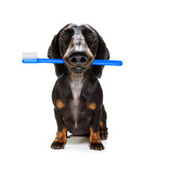 dental toothbrush dog