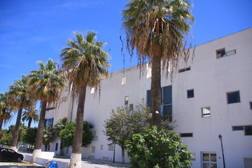 bâtiment et palmiers à Tunis