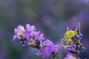Green grasshopper in a field of lavender.  Green grasshopper on the purple lavender flowers, macro view, countryside life concept. Provence, France