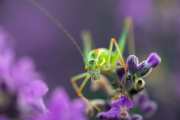 Green grasshopper in a field of lavender.  Green grasshopper on the purple lavender flowers, macro view, countryside life concept. Provence, France