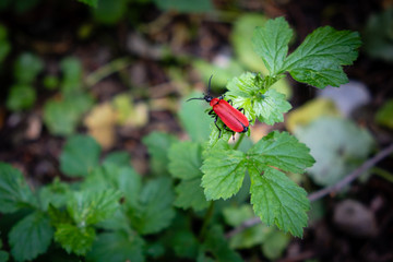 Scarabée rouge 