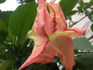 Nepal,Pink red flower