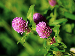 (Trifolium pratense) Trèfle des près ou trèfle commun