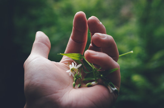 Holding a fragile broken flower in a palm of a hand.