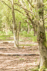 path in the forest b
