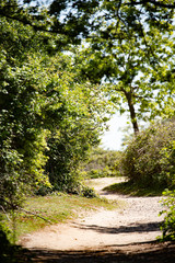 Fototapeta na wymiar path in park wood