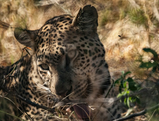 jaguar in Chobe reserve