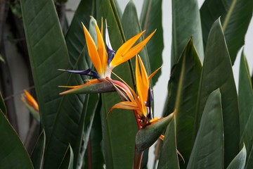 Stimmungsvolle Blumenlandschaft aus Strelitzien