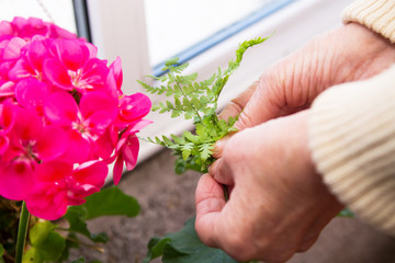 woman removing stubble from her flower pots with flowers, gardening concept