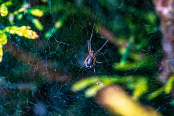 spider on web