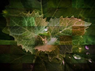 leaf with drops of water