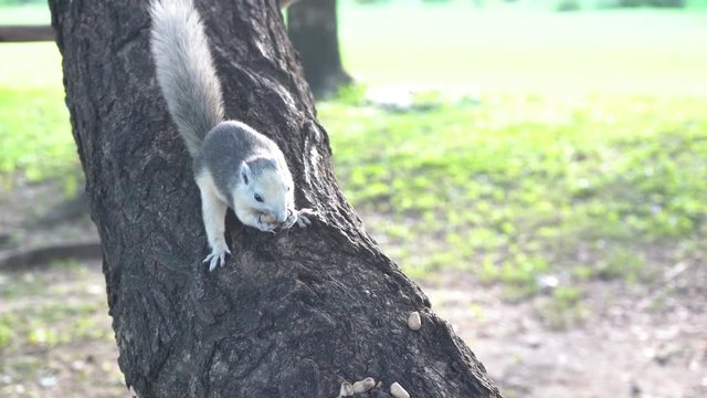 The squirrel eat nut on the tree in the park.
