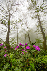  Spring ornament of the Black Sea Plateau, Rhododendrons