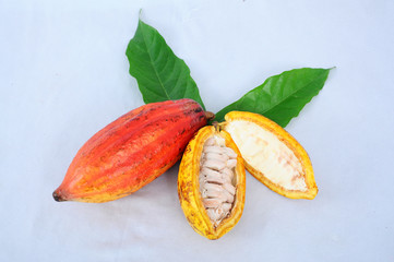 Cocoa Pod, Cocoa Fruit, Cocoa Seed, Natural Cocoa Pod, Colourfull Cocoa Fruit