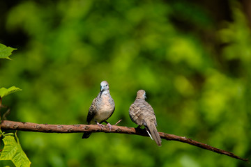 The spotted dove or mountain dove  perched on a tree at Bangkok Thailand