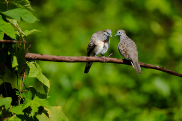 The spotted dove or mountain dove  perched on a tree at Bangkok Thailand