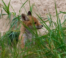 ein Fuchswelpe schaut aus dem bau