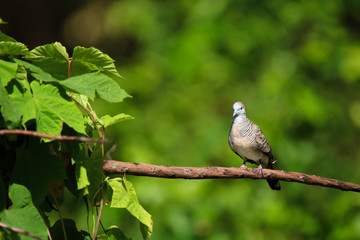 The spotted dove or mountain dove  perched on a tree at Bangkok Thailand