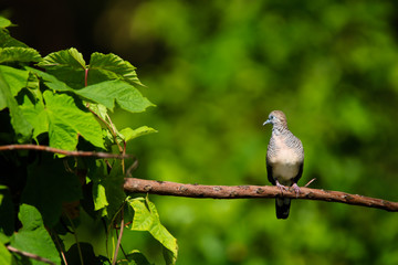 The spotted dove or mountain dove  perched on a tree at Bangkok Thailand