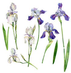 Fototapeta na wymiar Set of irises on a white background