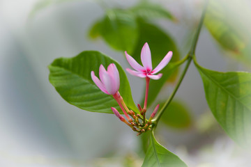 Closeup pink pin flower in garden