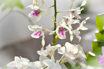 Branch of Caesar orchid