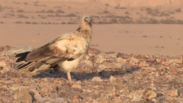 Egyptian Vulture in the desert, Negev Israel
