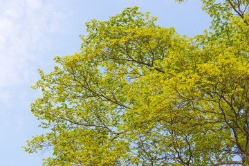 Fresh green hardwood leaves on sky background.