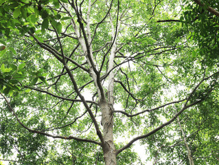 Summer tree trunk texture background.