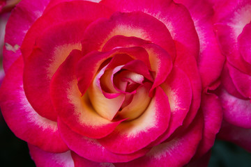 Fototapeta na wymiar Sfondo per web floreale. Dettagli di una splendida rosa di colore rosa con sfumature gialle