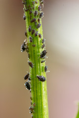Aphid, a pest, on an apple tree branch. The insect feeds on the plant's juices, destroying the leaves, spreading diseases and reducing the harvest.