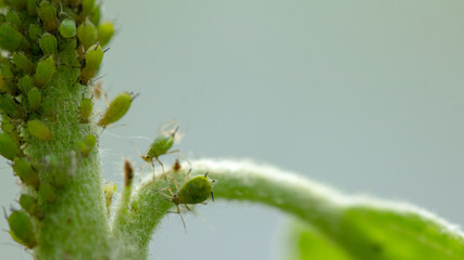 Aphid, a pest, on an apple tree branch. The insect feeds on the plant's juices, destroying the leaves, spreading diseases and reducing the harvest.