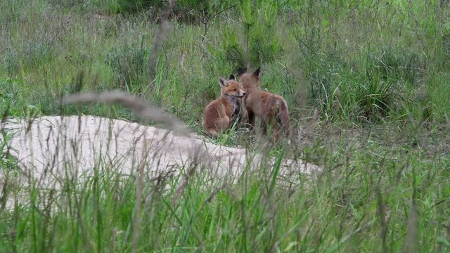 Kleine F&uuml;chse , Fuchswelpen am Fuchsbau