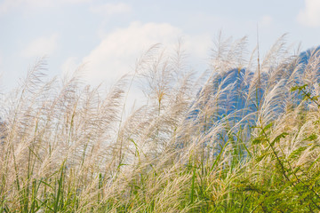 Obraz premium Pink grasses in the summer. Bamboo grass or Tiger grass (Thysanolaena latifolia).