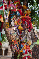 colorful cloths in holy tree near a temple somewhere in the south of india